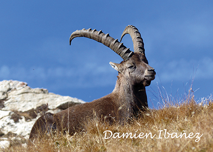 « Majestueux et tranquille, le Bouquetin des Alpes <span class="italic">(Capra ibex)</span> a failli disparaître des Alpes au XIXᵉ siècle, presque exterminé par la chasse. C’est grâce à Victor-Emmanuel II de Savoie, chasseur lui aussi et ému pour sa presque disparition, qu’une réserve royale verra le jour dans le massif du Grand Paradis et de là, les réintroductions sur les massifs voisins permettront à nouveau d’établir des populations viables dans notre région»